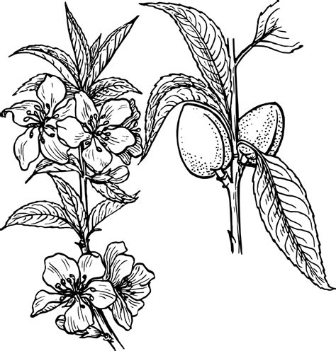 OnlineLabels Clip Art - Almond Plant