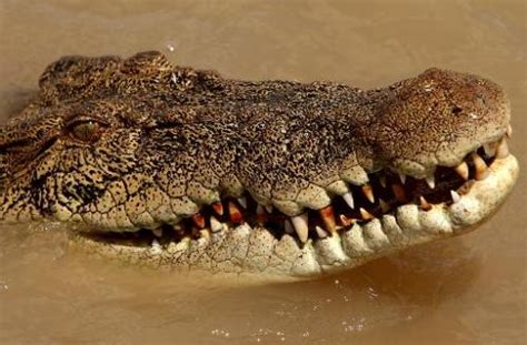 Brutus The Giant Crocodile Attacks Shark In Australia