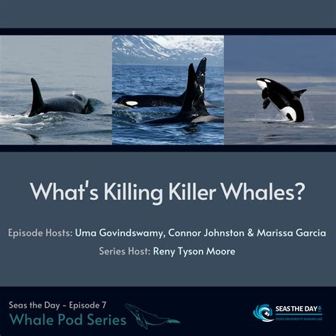 Episode 7 Whats Killing Killer Whales Seas The Day