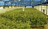 Marijuana Grow Facility Images