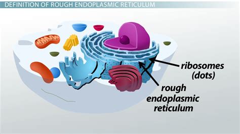 The smooth endoplasmic reticulum's function is almost exclusively to make lipids, like phospholipids and. Rough Endoplasmic Reticulum: Definition, Structure ...