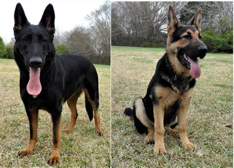 Planned Litters — Large Old Fashioned Straight Backed German Shepherds