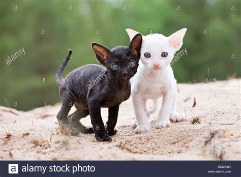white and black cornish rex kittens on sand beach Stock ...