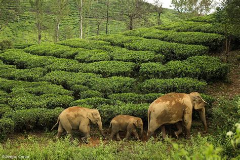 Elephantea Elephant Herd Anamalais Tamil Nadu Deepu Cyriac Flickr