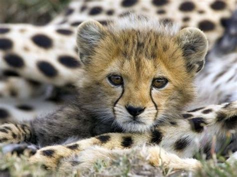 Cute baby jaguar. | Sweet Baby Animals | Pinterest