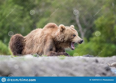 The Brown Bear Ursus Arctos Beringianus Stock Image Image Of Mammal Forest