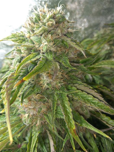 We did not find results for: 3 Bears OG / Mephisto Genetics strain info - GrowDiaries