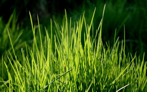 nature, Grass, Plants, Depth, Of, Field Wallpapers HD ...