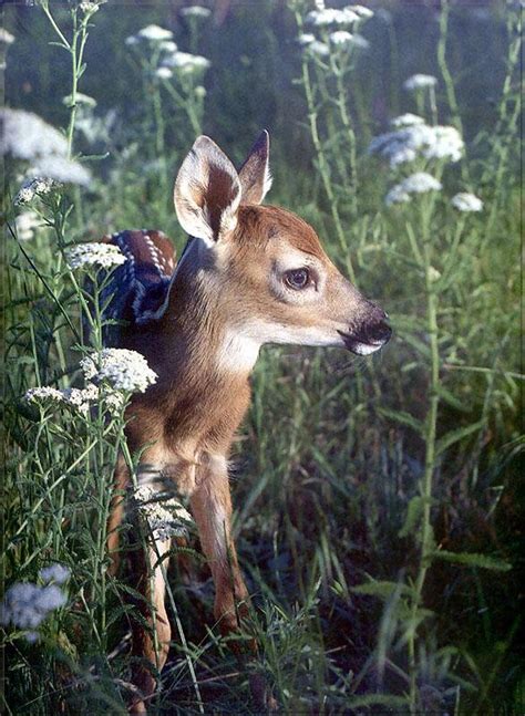 Phoenix Rising Jungle Book 169 Whitetail Deer Fawn Image Only