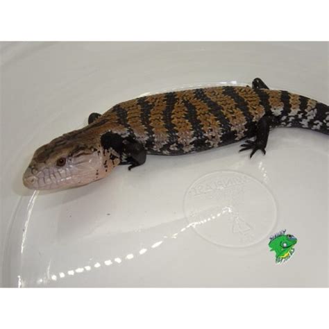 Halmahera Blue Tongue Skink Juvenile To Adult Special Strictly