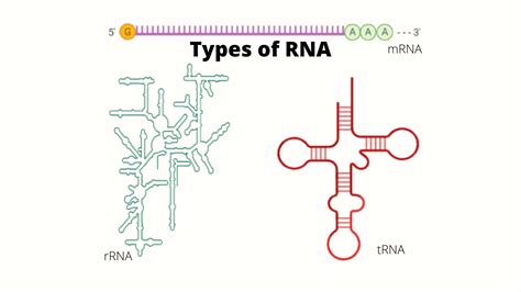Types Of Rna Structure And Functions • Microbe Online