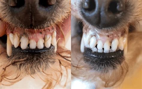 How Is Gingivitis Treated In Dogs
