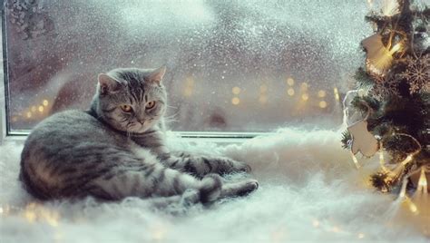 Do Cats Hibernate In The Winter Cattime