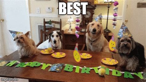 15 Of The Best Happy Birthday Memes Happy Birthday Dog Meme Birthday