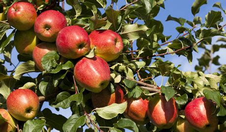 We did not find results for: General Care of Fruit Trees - Stauffers