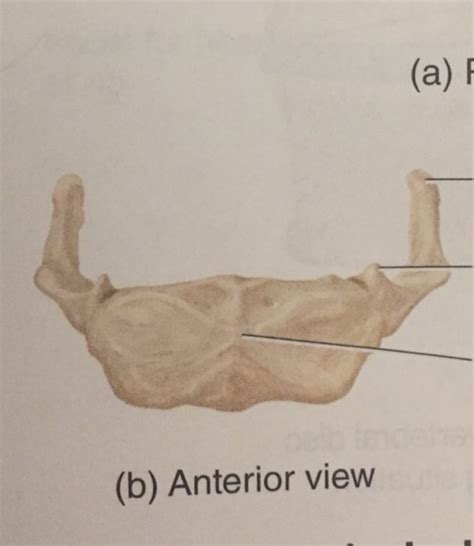 Axial Skeleton Flashcards Memorang