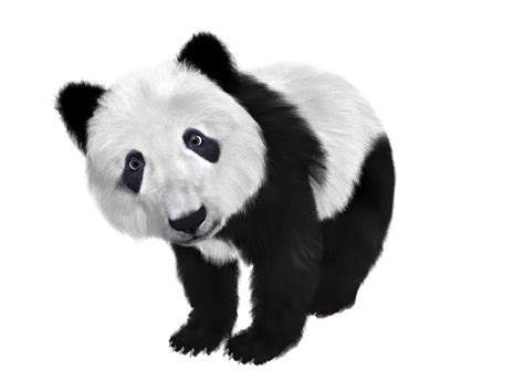 Panda Png Transparent Image Download Size 640x480px