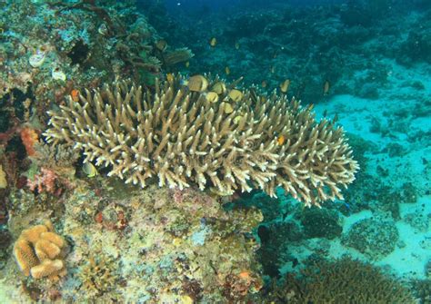 Robust Table Coral Stock Photo Image Of Reef National 90252786