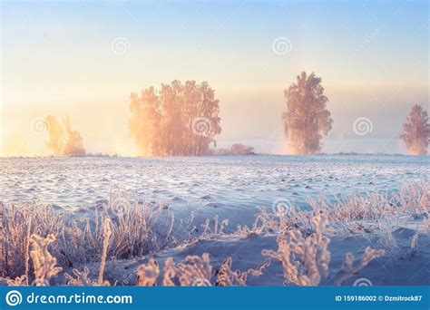 Sunny Winter Morning Beautiful Winter Scene In Frosty