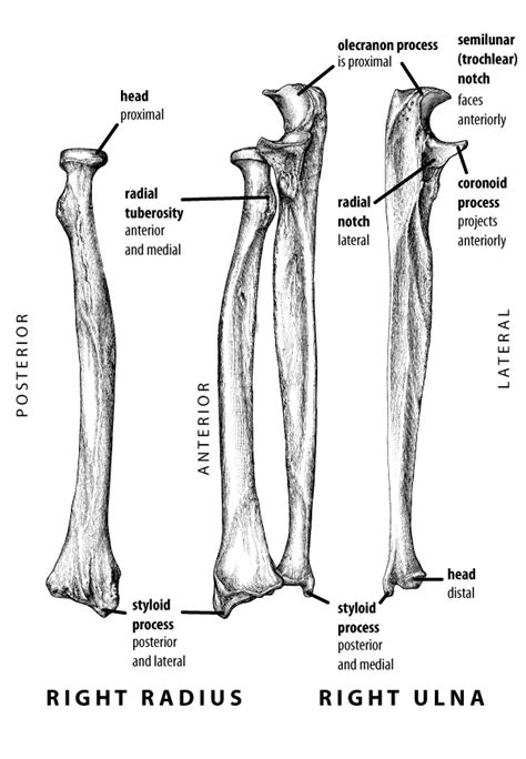 Radius And Ulna