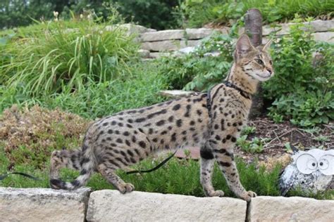 20 Fun Facts You Didnt Know About Savannah Cats