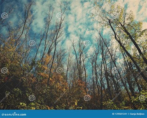 A View Of The Sky Through The Woods Stock Image Image Of Creepy