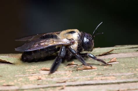 Bees That Don’t Sting Do Plenty of Damage when They Are Carpenter Bees
