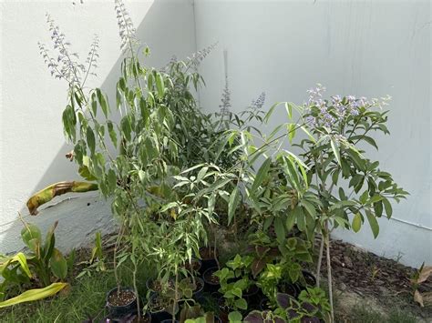 Promote a natural, healthy balance. Chaste Tree - شجرة العفة - Bahrainplants.com
