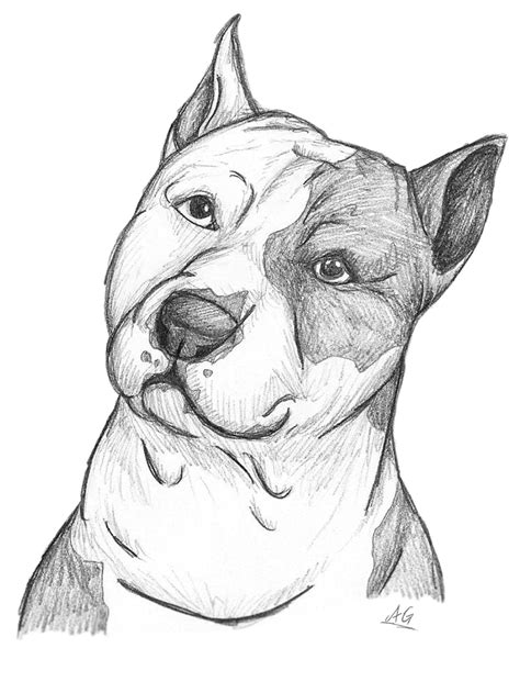 Sketches Of Pitbull Art Coloring Pages