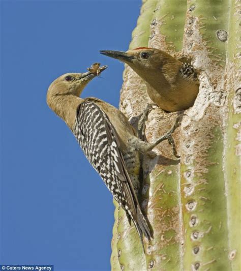 If one looks closely, one can see cactus spines come out of the areoles as though these spines were poking through from somewhere inside. A place in the sun: Desert birds that use the inside of a ...