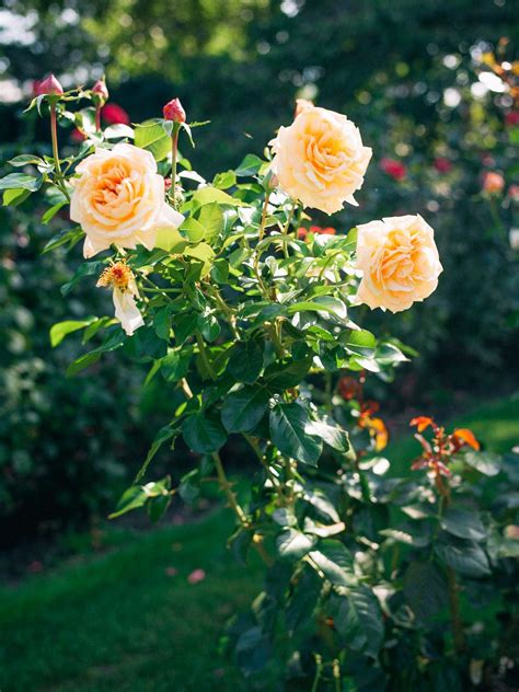 Planting calendar for portland, oregon. Visiting Portland: Rose Garden | Best roses, Rose garden ...