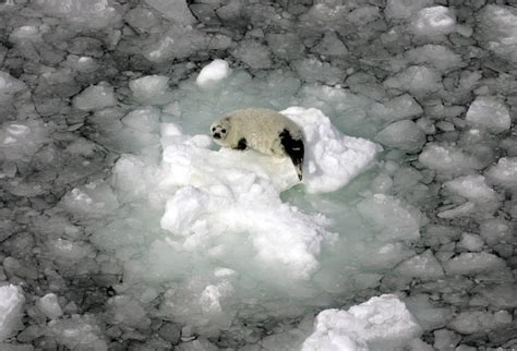 Bild Zu Das Letzte Eis Der Arktis Schmilzt Schneller Bild 1 Von 1 FAZ