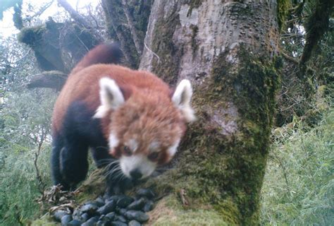 Mobile App Introduced For Red Panda Conservation The Himalayan Times