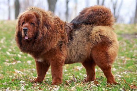 Tibetan Mastiff Dog Breed Characteristics And Care