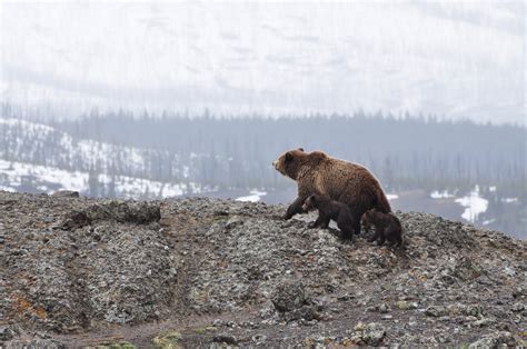 This Hiker Survived A Grizzly Bear Encounter Heres How You Can Too