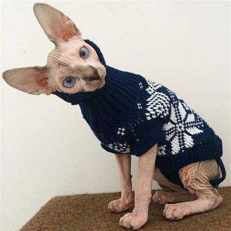 19 Reasons To Never Adopt A Sphynx The Paws Cute Hairless Cat
