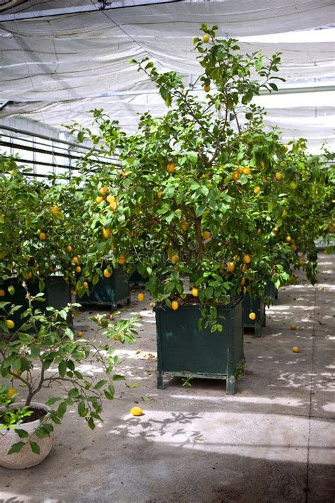 Lemon Trees Stock Photo Image Of Gardening Vegetation 54081496