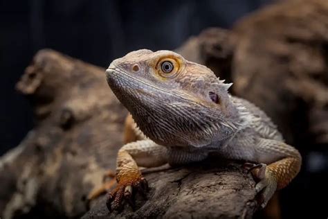 5 Simple Ways To Sex A Bearded Dragon Male Vs Female Differences Everything Reptiles
