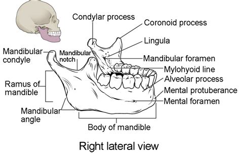 The Skull | Anatomy and Physiology I
