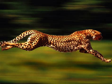 Finding Neverland Blog Top 10 Fastest Animals