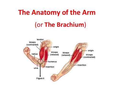 Editor · aug 11, 2017 ·. The anatomy of the arm