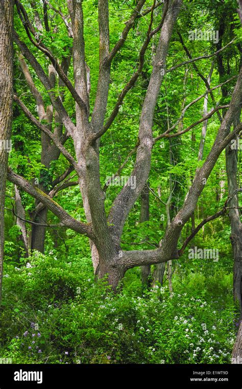 Black Walnut Tree Hi Res Stock Photography And Images Alamy