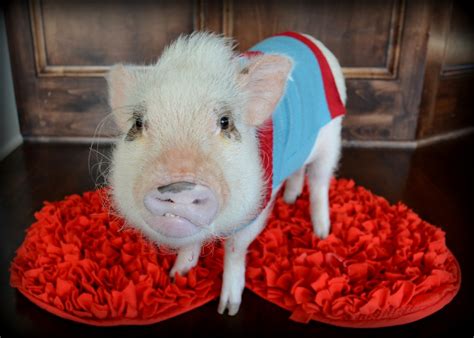 Happy Valentines Day From Mini Pig Oscar Life With A Mini Pig