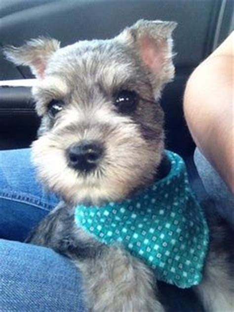 Being informed about a dog breed that you are. 15 Signs That Indicate You're A Crazy Schnauzer Person ...