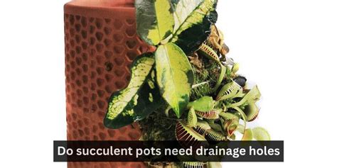 Do Succulent Pots Need Drainage Holes The Ultimate Guide