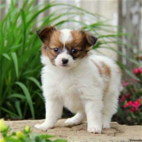 For more information about the papillon visit our purebred site. Papillon Mix Puppies For Sale | Greenfield Puppies