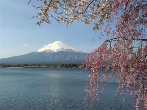 Mt Fuji With Pink And White Cherry Blossoms In Japan Stock Photo