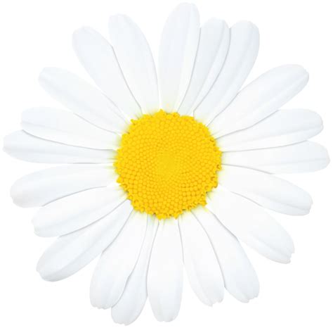 Daisy Flower Red Daisy Image Transparent Free Clip Art Art Images