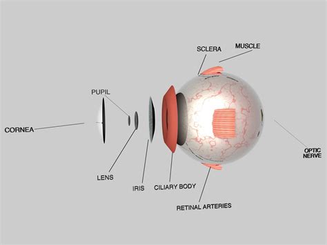 Situated behind the pupil is a colorless, transparent. Human Eye Cross Section Eyeball 3D Model OBJ 3DS FBX C4D ...