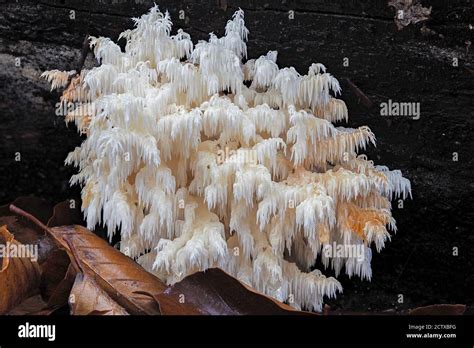 The Coral Tooth Hericium Coralloides Is An Edible Mushroom Stacked